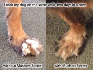 mushers paw