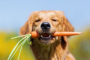 Mushers Secret Health Natural Food for Dogs