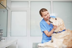 Mushers Secret Ways to Get Your Dog to Love Their Vet