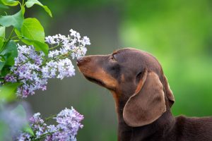 Mushers Secret Springtime Dangers for Your Dog