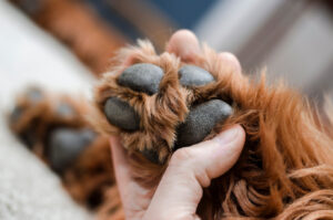 mushers paw